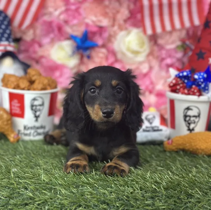 Female Dachshund Puppy for Sale in Saugus, MA