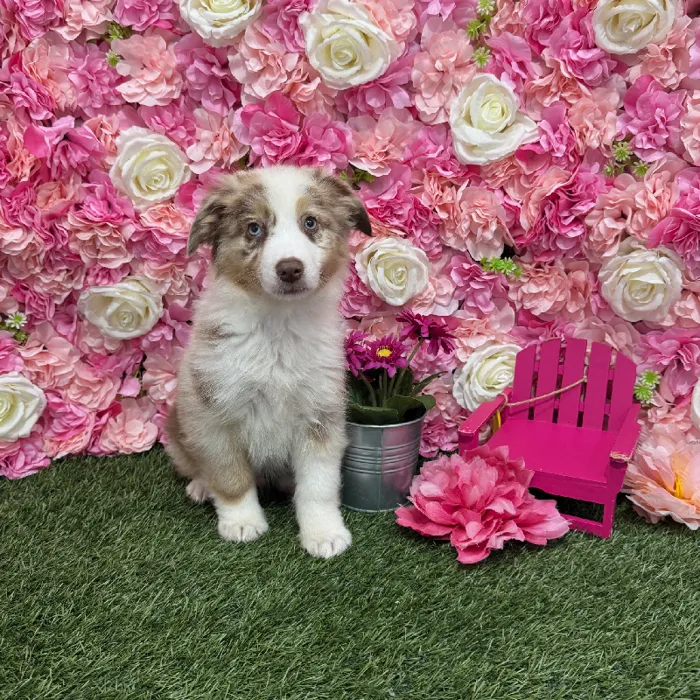 Male Miniature Australian Shepherd Puppy for Sale in Braintree, MA