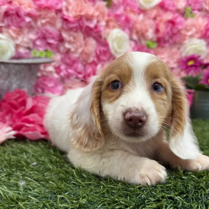 Male Dachshund Puppy for Sale in Braintree, MA