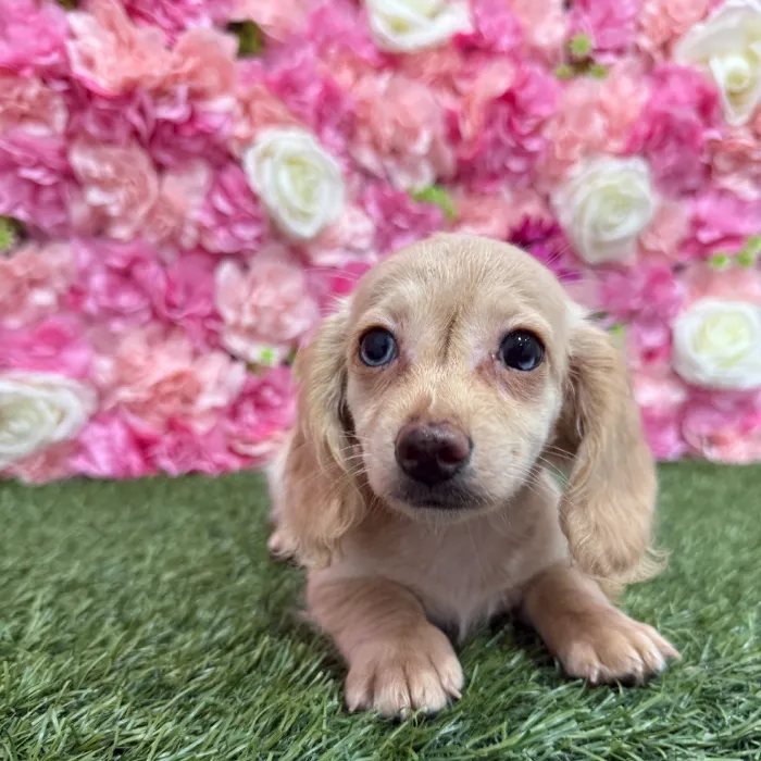 Female Dachshund Puppy for Sale in Braintree, MA