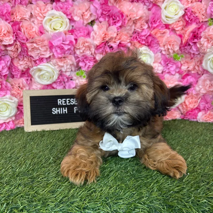 Male Shih-Poo puppy named Reese for sale at Pet Express Braintree.