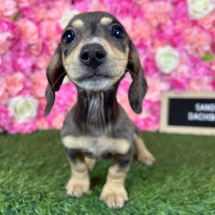 Female Dachshund puppy named Sandy for sale at Pet Express Braintree.