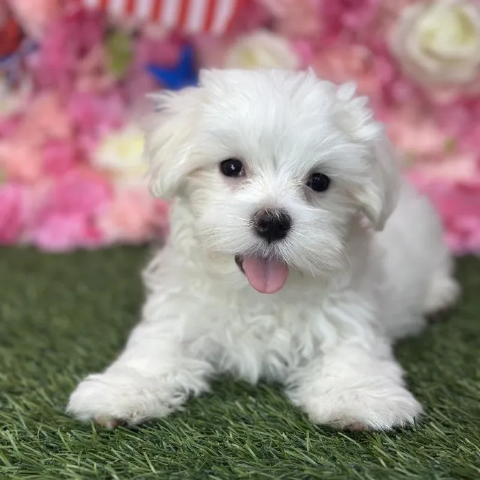 Male Maltese Puppy for Sale in Saugus, MA