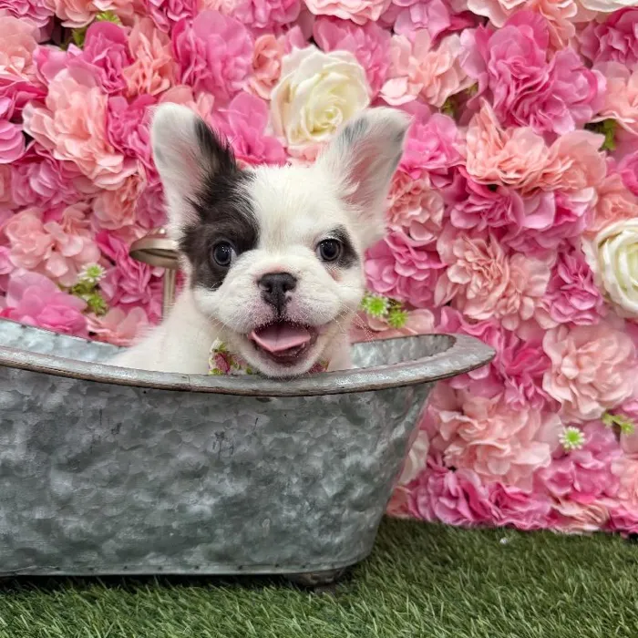 Male French Bulldog Puppy for Sale in Braintree, MA