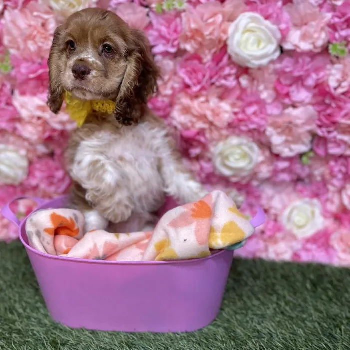 Female Cocker Spaniel Puppy for Sale in Saugus, MA