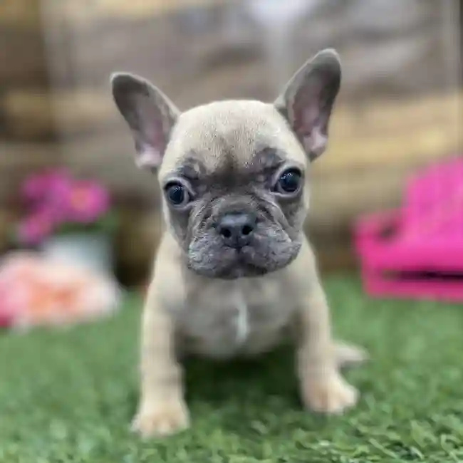 Female French Bulldog Puppy for Sale in Braintree, MA