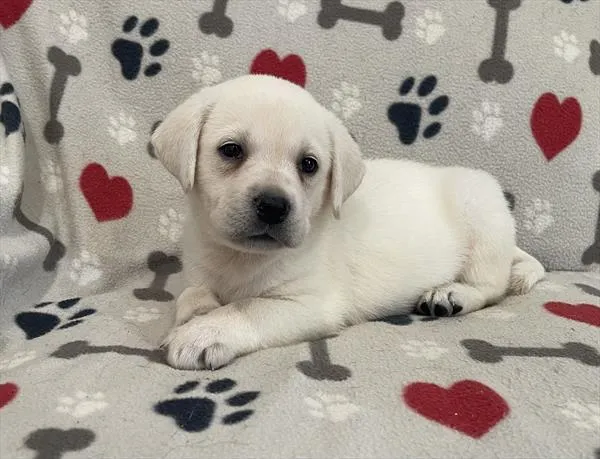 Female Labrador Retriever puppy named Mazie for sale at Pet Express Braintree.