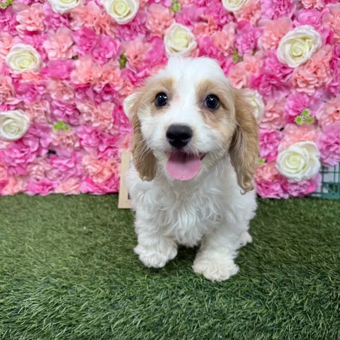 Male Cavachon puppy named Dunkin for sale at Pet Express Braintree.