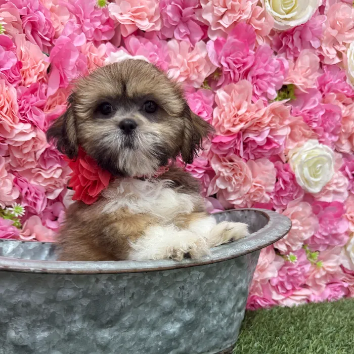 Female Lhasa Apso Puppy for Sale in Braintree, MA