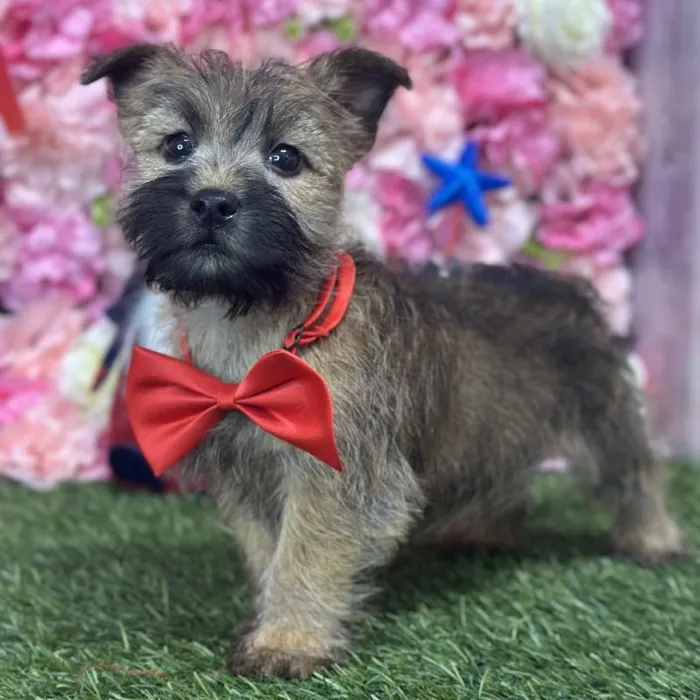 Male Cairn Terrier Puppy for Sale in Saugus, MA