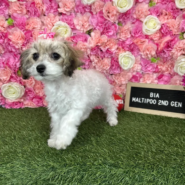 Female Malti-Poo 2Nd Gen puppy named Bia for sale at Pet Express Braintree.