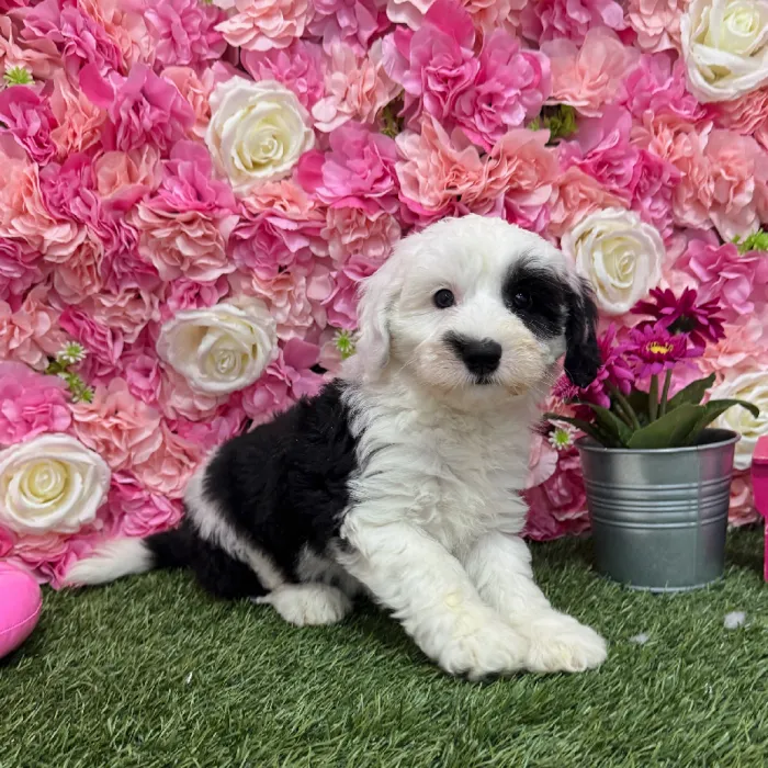 Female Mini Sheepadoodle Puppy for Sale in Braintree, MA