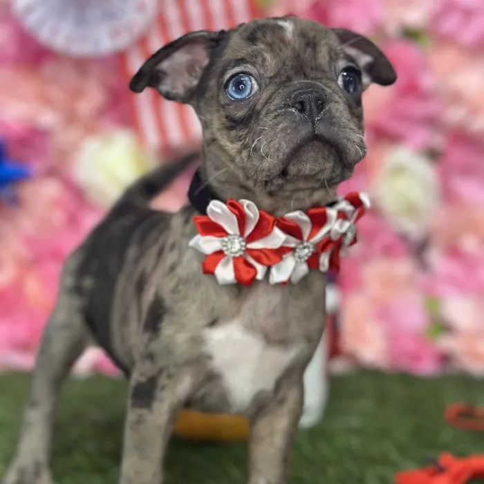 Female Bugg Puppy for Sale in Saugus, MA
