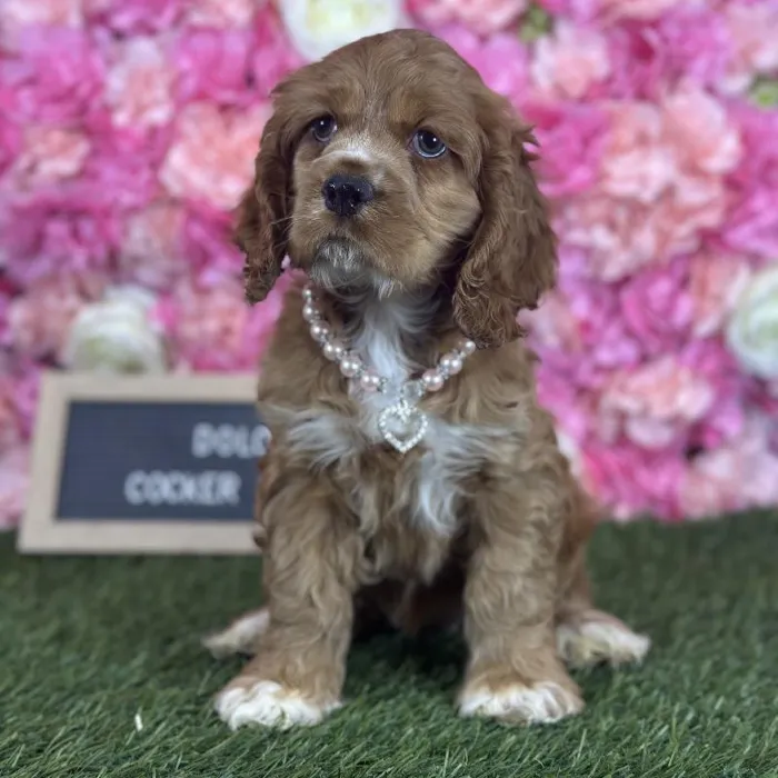 Female Cocker Spaniel puppy named Dolores for sale at Pet Express Saugus.