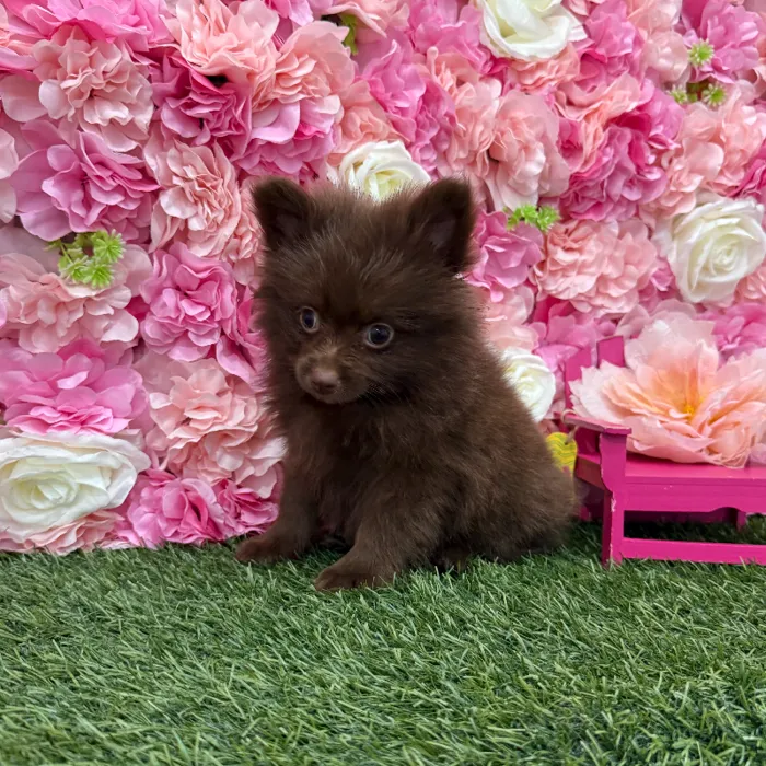 Female Pomeranian Puppy for Sale in Braintree, MA
