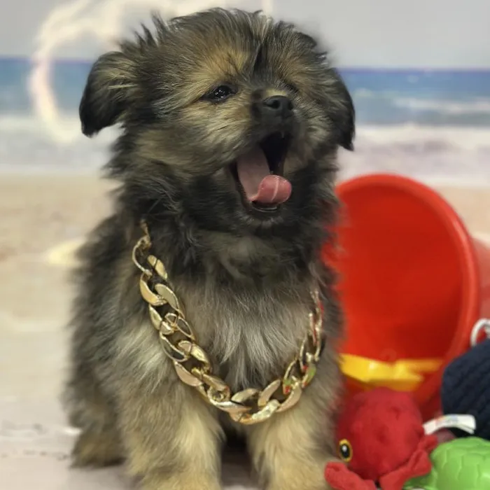 Male Shiranian Puppy for Sale in Saugus, MA