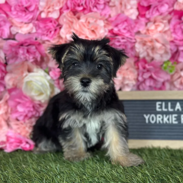 Female Yorkie-Poo 2Nd Gen puppy named Ella for sale at Pet Express Saugus.