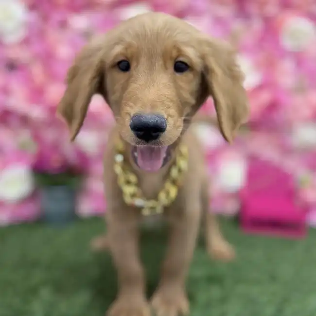 Male Golden Retriever Puppy for Sale in Braintree, MA
