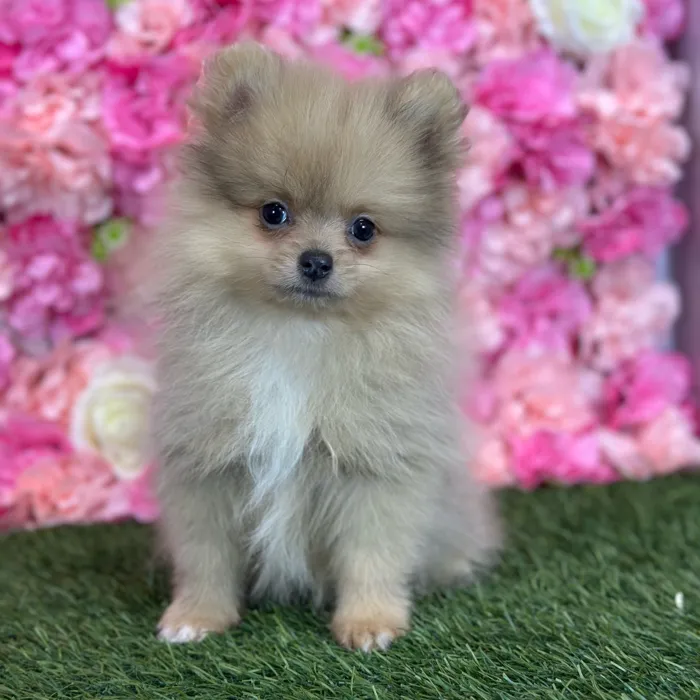 Male Pomeranian puppy named Freddy for sale at Pet Express Saugus.