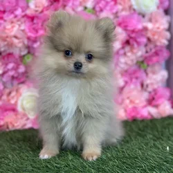 Male Pomeranian puppy named Freddy for sale at Pet Express Saugus.