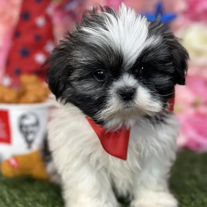 Male Shih Tzu Puppy for Sale in Saugus, MA
