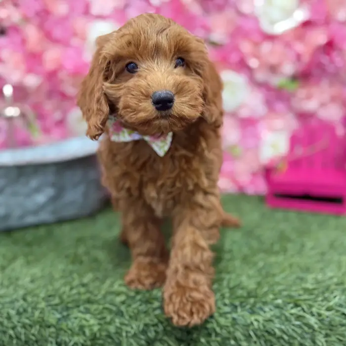 Male Mini Irishdoodle 2nd Gen Puppy for Sale in Braintree, MA