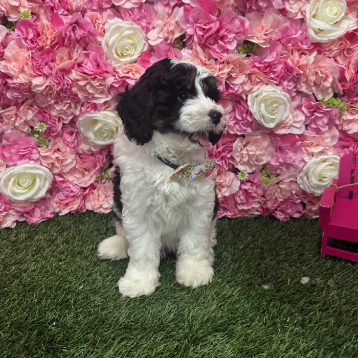 Male Mini Bernedoodle 2nd Gen Puppy for Sale in Braintree, MA