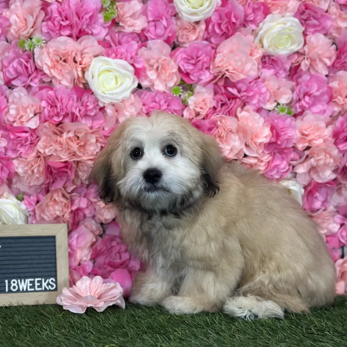 Male La-Chon puppy named Randy for sale at Pet Express Saugus.