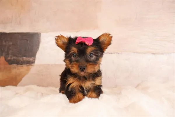 Female Silky Terrier puppy named Molly for sale at Pet Express Saugus.