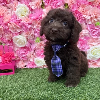 Male Mini Labradoodle 2nd Gen Puppy for Sale in Braintree, MA