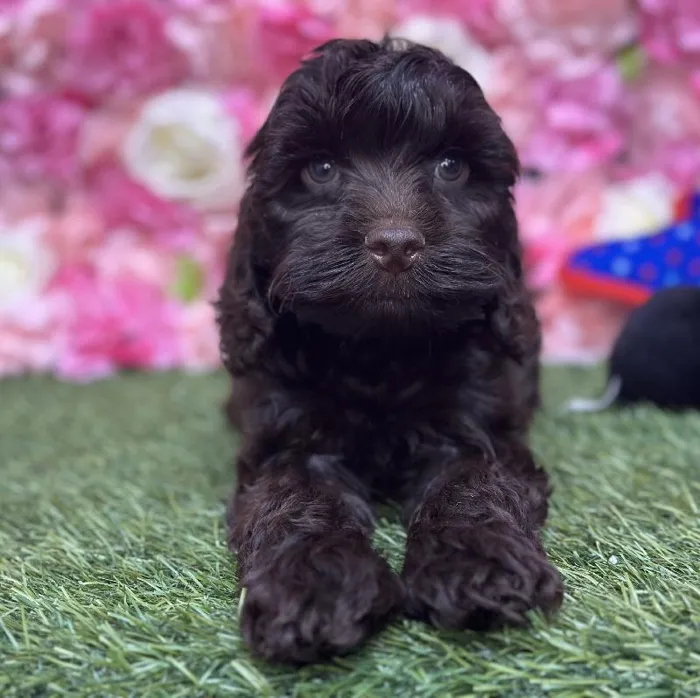 Male Cockapoo Puppy for Sale in Saugus, MA