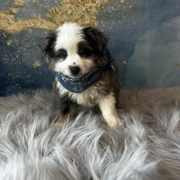 Male Miniature Australian Shepherd puppy named Kenny for sale at Pet Express Saugus.