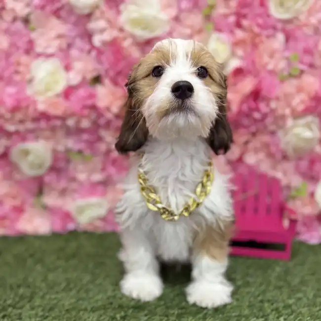 Male Cavanese Puppy for Sale in Braintree, MA