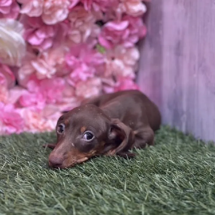 Female Dachshund Puppy for Sale in Saugus, MA