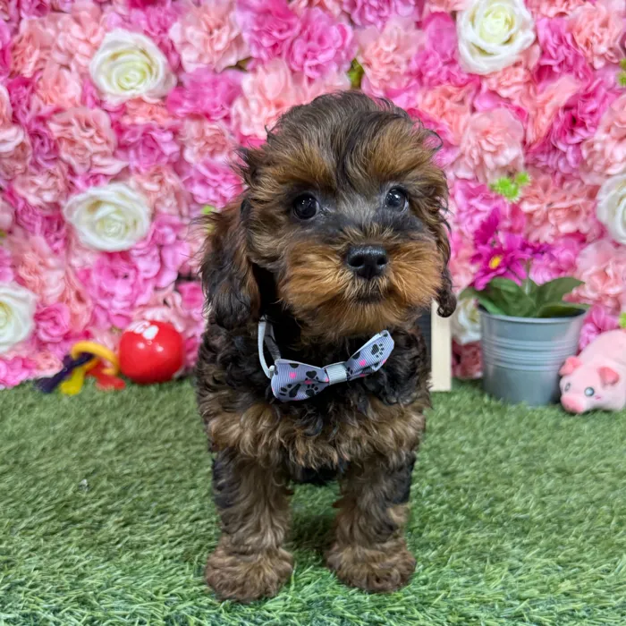 Male Yorkie-Poo puppy named Chase for sale at Pet Express Braintree.