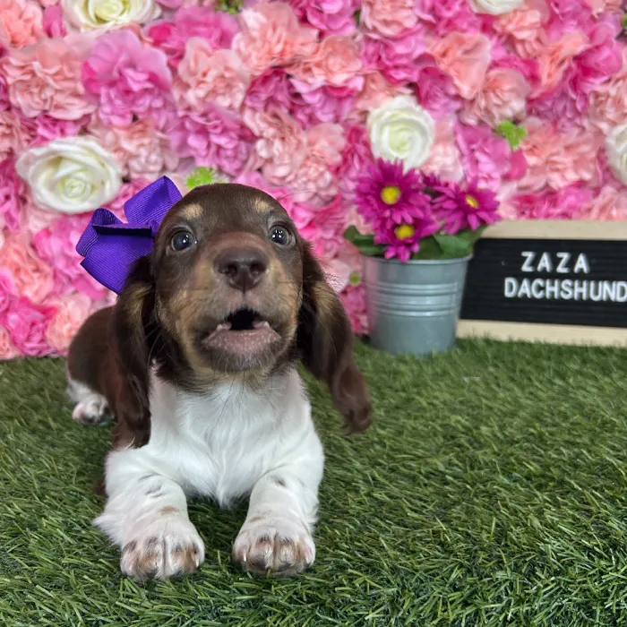 Female Dachshund puppy named Zaza for sale at Pet Express Braintree.
