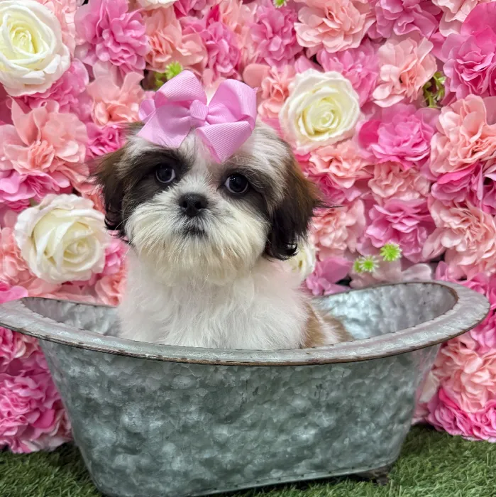 Female Shih Tzu Puppy for Sale in Braintree, MA