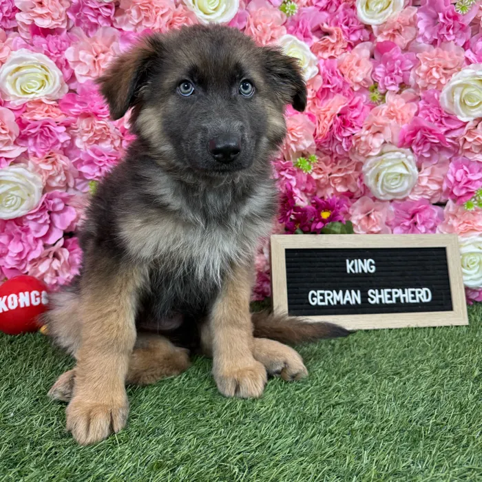 Male German Shepherd Dog puppy named King for sale at Pet Express Braintree.