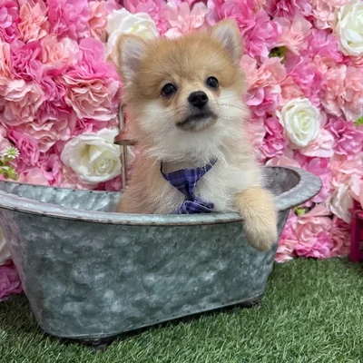 Male Pomeranian Puppy for Sale in Braintree, MA