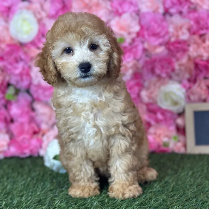 Female Poodle (Mini) puppy named Linda for sale at Pet Express Saugus.