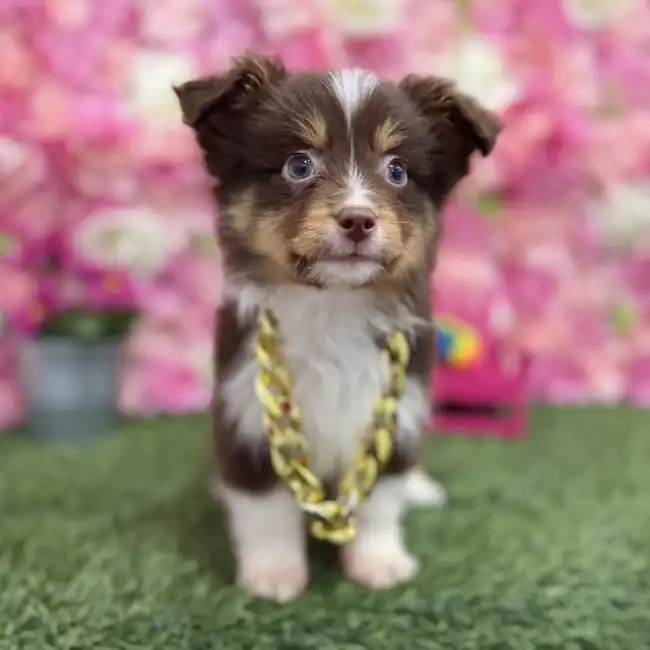 Male Toy Australian Shepherd Puppy for Sale in Braintree, MA