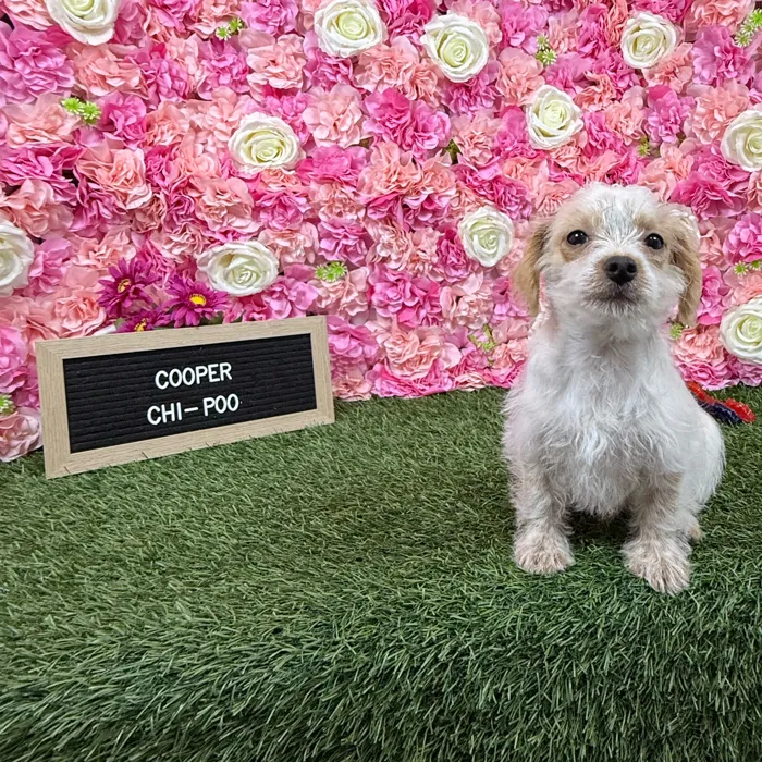 Male Chi-Poo puppy named Cooper for sale at Pet Express Braintree.