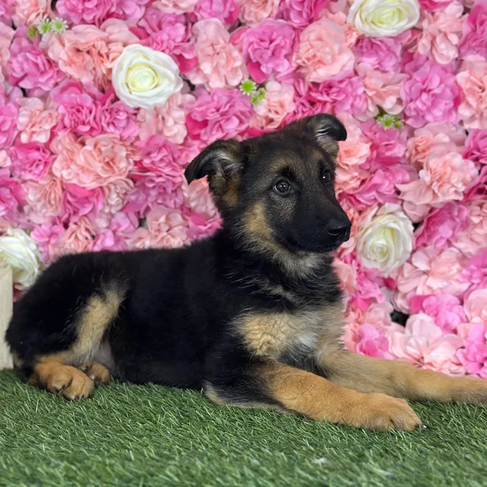Female German Shepherd Dog puppy named Shania for sale at Pet Express Saugus.