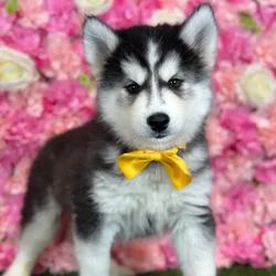 Male Siberian Husky puppy named Ramon for sale at Pet Express Saugus.