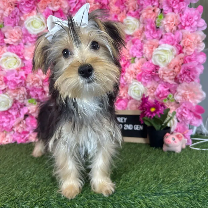 Female Yorkie-Poo 2Nd Gen puppy named Aubrey for sale at Pet Express Braintree.