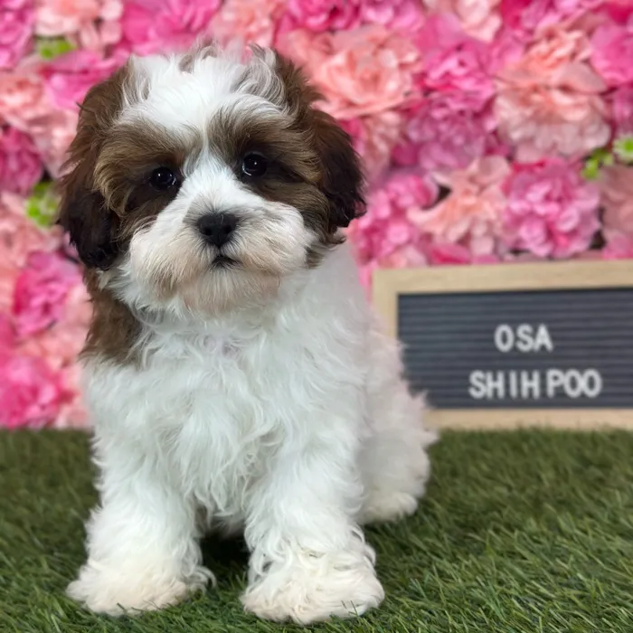 Female Shih-Poo puppy named Osa for sale at Pet Express Saugus.