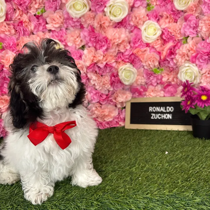 Male Teddy Bear (Zuchon) puppy named Ronaldo for sale at Pet Express Braintree.