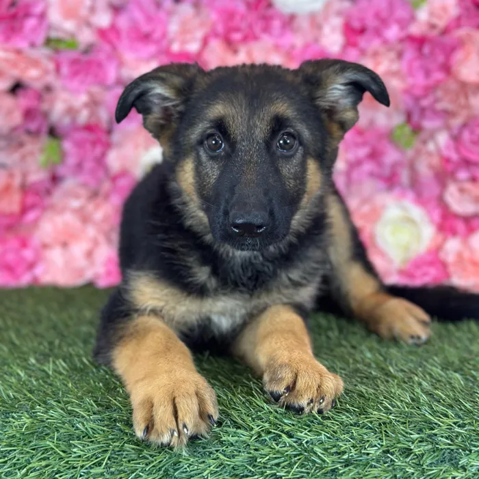 Female German Shepherd Dog puppy named Shania for sale at Pet Express Saugus.