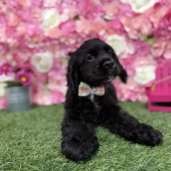 Male Cocker Spaniel Puppy for Sale in Braintree, MA