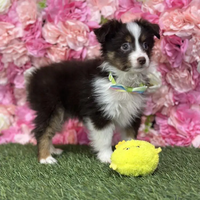 Male Toy Australian Shepherd Puppy for Sale in Saugus, MA